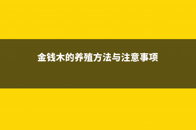 金钱木的养殖方法和注意事项 (金钱木的养殖方法与注意事项)