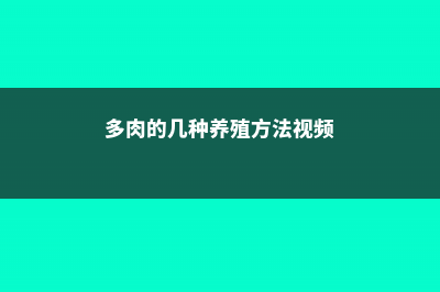 多肉的几种养殖方式，都试试吧 (多肉的几种养殖方法视频)