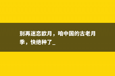 别再迷恋欧月，咱中国的古老月季，快绝种了 