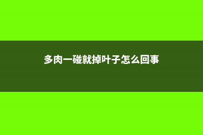 一见多肉误终生，从此入了养花坑 (多肉一碰就掉叶子怎么回事)