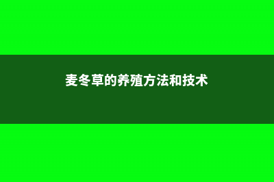 麦冬草的养殖方法和注意事项 (麦冬草的养殖方法和技术)