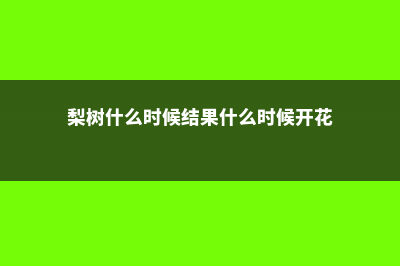 梨树什么时候结果 (梨树什么时候结果什么时候开花)