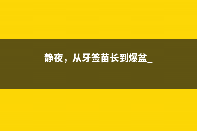 静夜，从牙签苗长到爆盆 