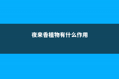 夜来香是哪些植物的别称 (夜来香植物有什么作用)