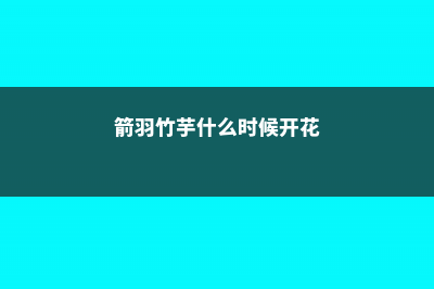 箭羽竹芋的养殖方法和注意事项 (箭羽竹芋什么时候开花)