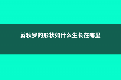 剪秋罗有哪些品种 (剪秋罗的形状如什么生长在哪里)