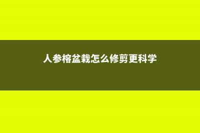 人参榕盆栽的注意事项 (人参榕盆栽怎么修剪更科学)