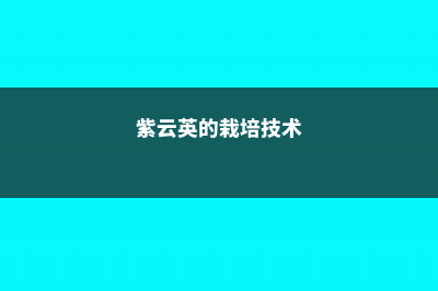 紫云英的养殖方法和注意事项 (紫云英的栽培技术)