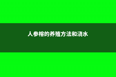 人参榕的养殖方法和注意事项 (人参榕的养殖方法和浇水)