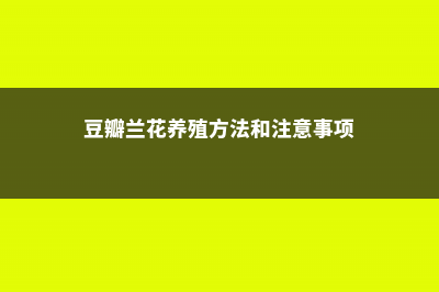 豆瓣兰养护方法及管理 (豆瓣兰花养殖方法和注意事项)