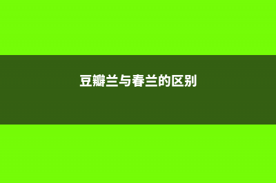 豆瓣兰与春兰的区别 (豆瓣兰与春兰的区别)