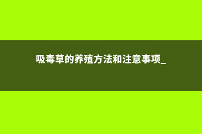 吸毒草的养殖方法和注意事项 