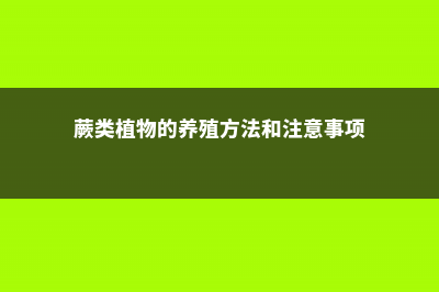 蕨类植物的养殖方法 (蕨类植物的养殖方法和注意事项)