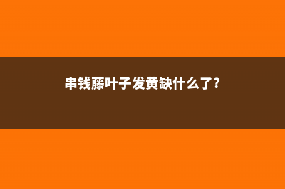 串钱藤养护方法和注意事项 (串钱藤叶子发黄缺什么了?)