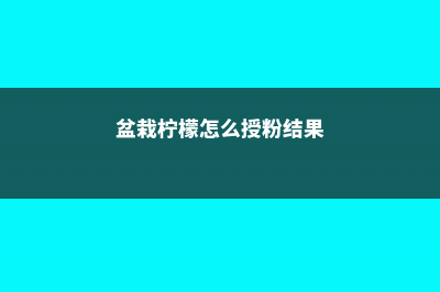 盆栽柠檬怎么授粉 (盆栽柠檬怎么授粉结果)