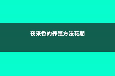 夜来香的养殖方法和注意事项 (夜来香的养殖方法花期)