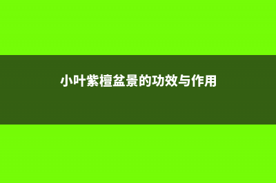 小叶紫檀盆景的养护方法和注意事项 (小叶紫檀盆景的功效与作用)