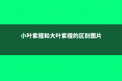 小叶紫檀和大叶紫檀怎么区分 (小叶紫檀和大叶紫檀的区别图片)