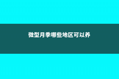 微型月季有哪些品种 (微型月季哪些地区可以养)