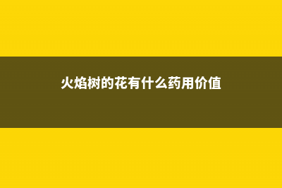 火焰树的养殖方法和注意事项 (火焰树的花有什么药用价值)