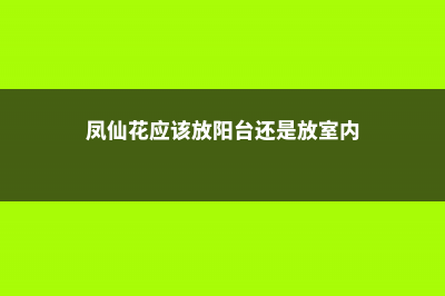 凤仙花可以放室内吗 (凤仙花应该放阳台还是放室内)