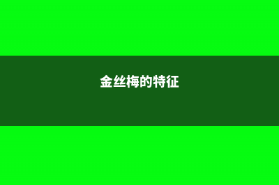 金丝梅什么时候开花 (金丝梅的特征)