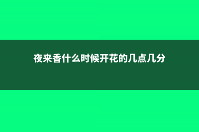 夜来香什么时候开花 (夜来香什么时候开花的几点几分)