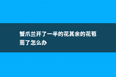 蟹爪兰长太开了怎么办 (蟹爪兰开了一半的花其余的花苞蔫了怎么办)