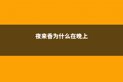 夜来香为什么晚上开花 (夜来香为什么在晚上)