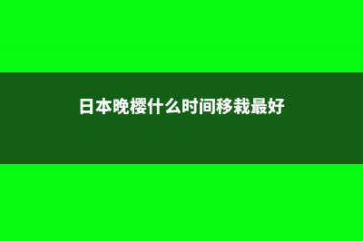 日本晚樱什么时候开花 (日本晚樱什么时间移栽最好)