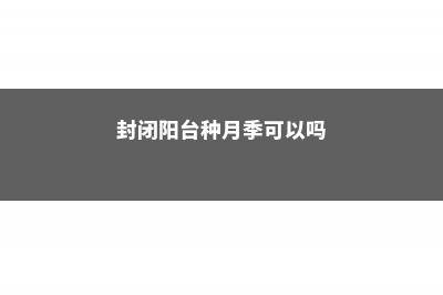 封闭阳台种月季，你得小心这几点 (封闭阳台种月季可以吗)