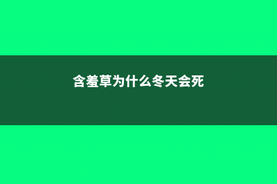 含羞草为什么冬天不怕羞 (含羞草为什么冬天会死)