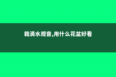 盆栽滴水观音用什么土种好 (栽滴水观音,用什么花盆好看)