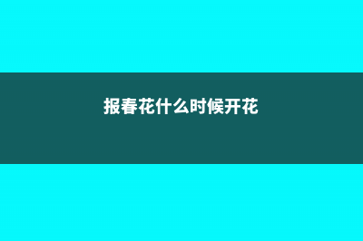 报春花什么时候开花 (报春花什么时候开花)