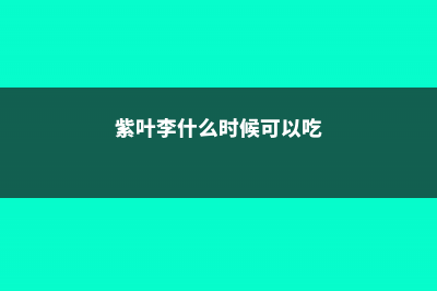 紫叶李什么时候结果 (紫叶李什么时候可以吃)