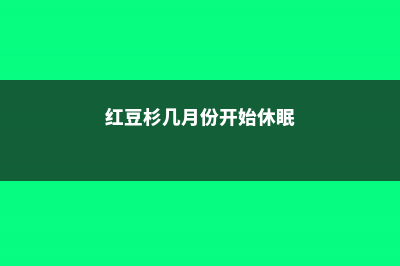 红豆杉几月份开花结果 (红豆杉几月份开始休眠)