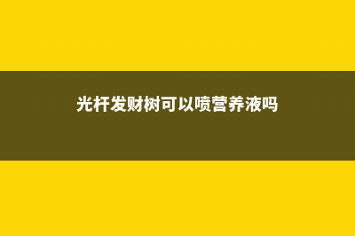 光杆发财树可以再发芽吗 (光杆发财树可以喷营养液吗)