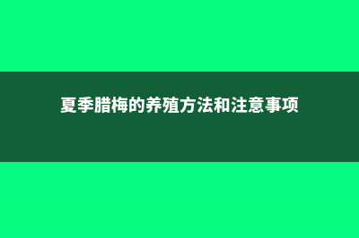 夏腊梅什么时候开花 (夏季腊梅的养殖方法和注意事项)