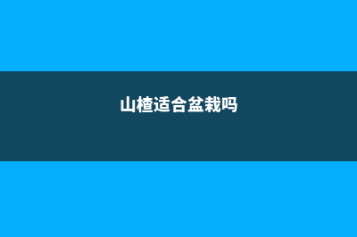 适合盆栽的山楂品种有哪些(山楂适合盆栽吗)