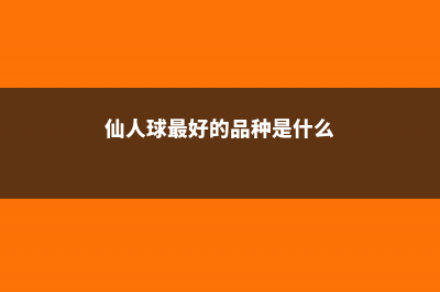 谁家的仙人球，怎么养得这么奇葩、不正经 (仙人球最好的品种是什么)