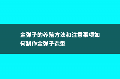 金弹子的养殖方法和注意事项 (金弹子的养殖方法和注意事项如何制作金弹子造型)