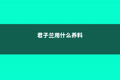 养殖君子兰用什么花盆好 (君子兰用什么养料)