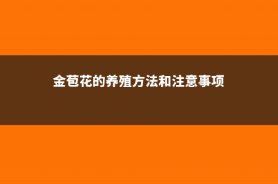 金苞花的养殖方法和注意事项 (金苞花的养殖方法和注意事项)