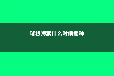 球根海棠什么时候开花 (球根海棠什么时候播种)