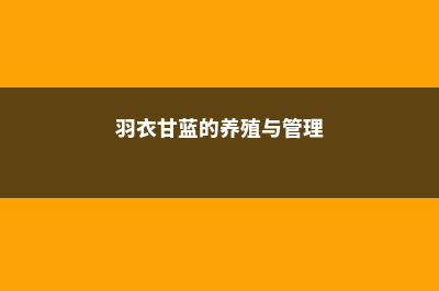 羽衣甘蓝的养殖方法和注意事项 (羽衣甘蓝的养殖与管理)