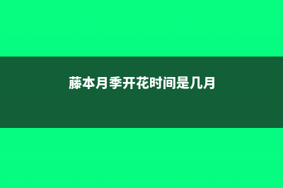 藤本月季开花时需要注意什么 (藤本月季开花时间是几月)