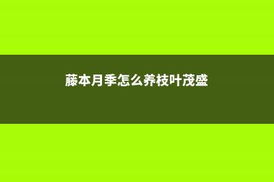 藤本月季怎么养 (藤本月季怎么养枝叶茂盛)