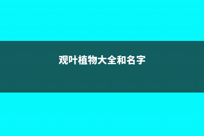 50种观叶植物，一个赛一个美啊 (观叶植物大全和名字)