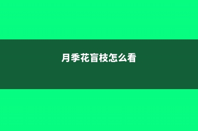 月季花盲枝是怎么回事 (月季花盲枝怎么看)