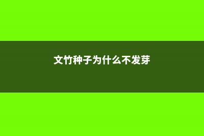 文竹播种为什么会不发芽 (文竹种子为什么不发芽)